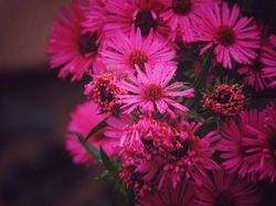Herbstblüten