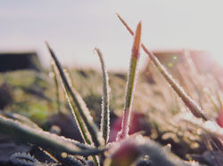 Gras im Frost