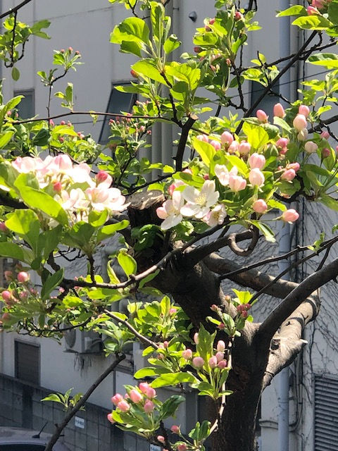 4月6日今日は暖かく、お花見日和ですね
