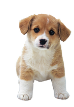 puppy-png-hd-so-cute-puppies-image-puppy