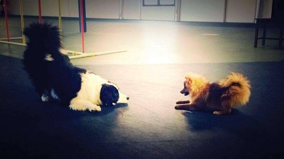 Kalispell The DOG Club