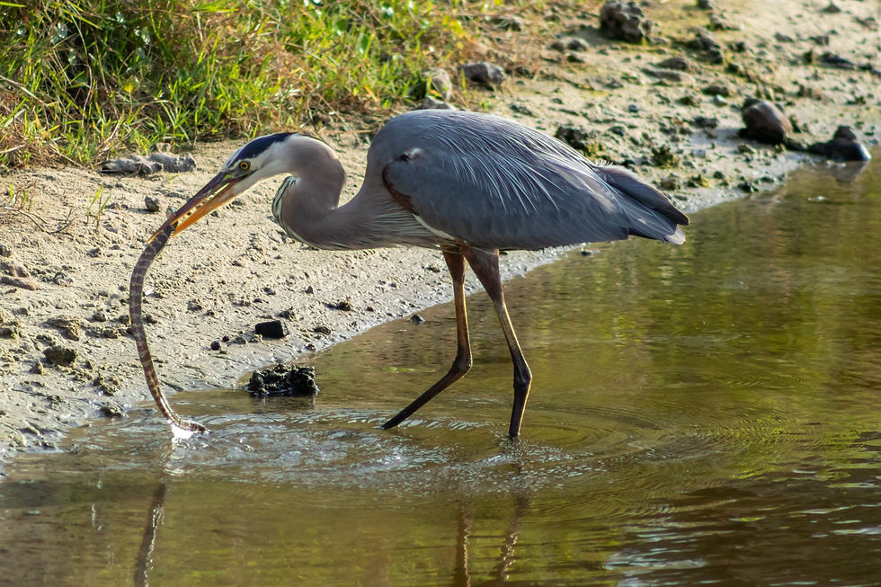 Thumbnail: John Mantell Photography