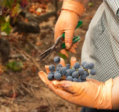 CORSO DI POTATURA TECNICA