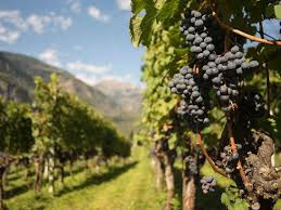 TRA CARASC E PERGOLE