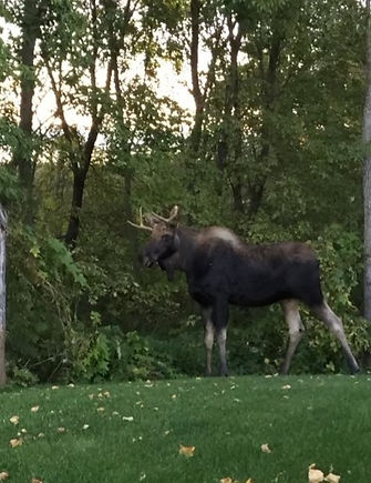 Minnesota Moose near Bena_edited.jpg