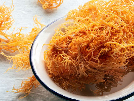 Irish Sea Moss: The Ultimate Superfood for Longevity