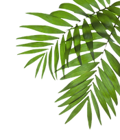 Palm Tree Leaves_edited.png