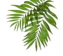 Palm Tree Leaves_edited.png