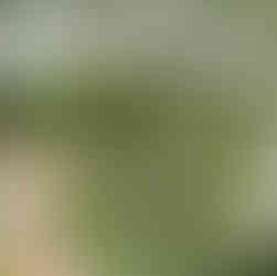 Aerial Overview of the AWHC six acre site