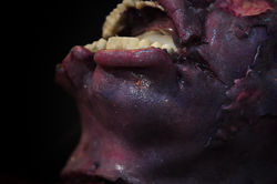 Decomposing Mouth CU_Death Mask