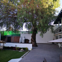 Arbol Patio.jpeg