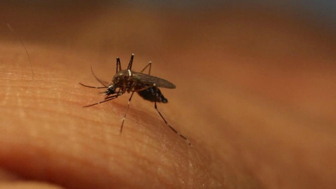 Three Cases Of The Zika Confirmed In India. Here's All You Need To Know About The Virus