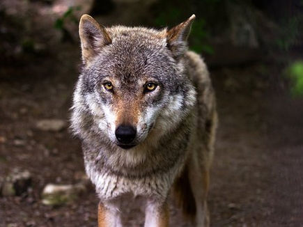 Geen ruimte voor de wolf in Steenwijkerland.