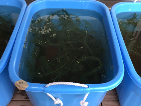 ミジンコをあげました