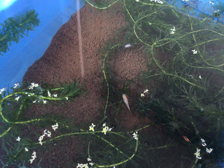 水草レイアウトに向けて