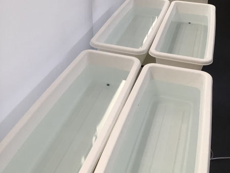 産卵シーズンに向けて