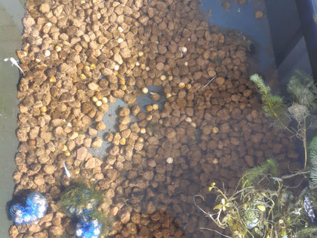 メンテナンス日和