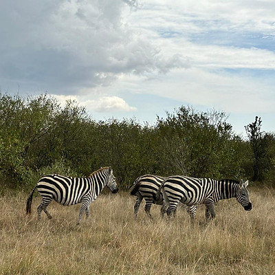 filming-in-kenya-wildlife.jpg