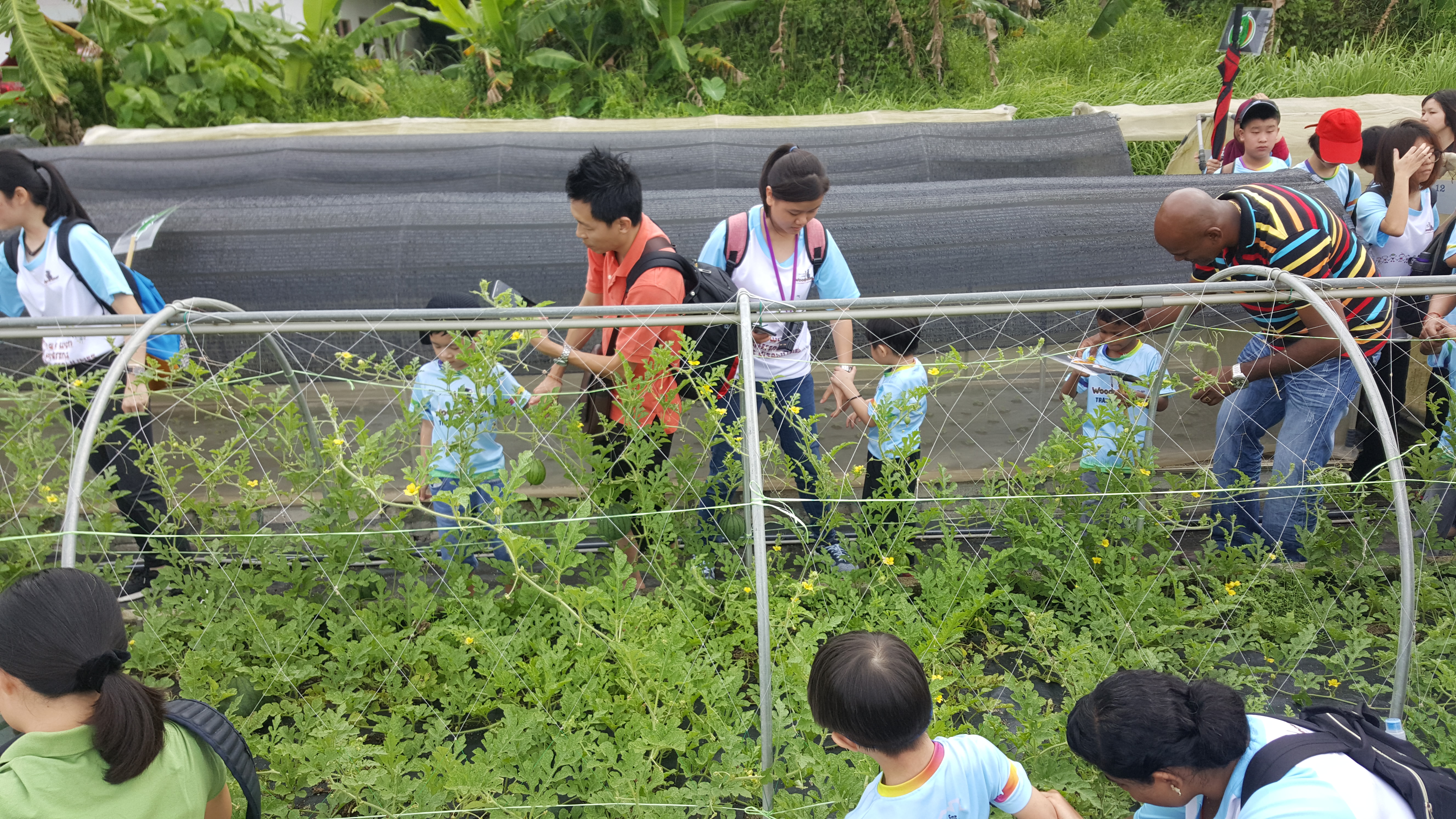 Comfort Organic Farm (10)