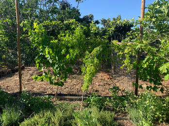 Permaculture, tavira, permaculture algarve, naturalistic, landscaping, landscape design, ecological landscape design.