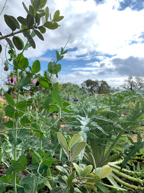 Permaculture, tavira, permaculture algarve, naturalistic, landscaping, landscape design, ecological landscape design.