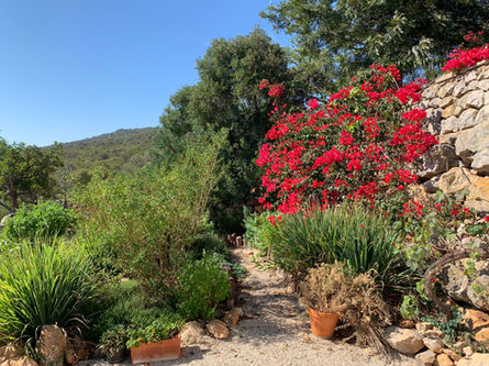Permaculture, tavira, permaculture algarve, naturalistic, landscaping, landscape design, ecological landscape design.