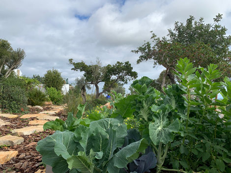 Permaculture, tavira, permaculture algarve, naturalistic, landscaping, landscape design, ecological landscape design.