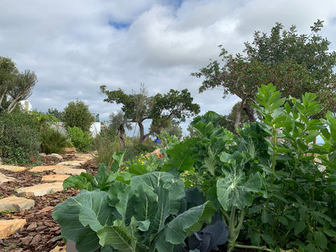 Permaculture, tavira, permaculture algarve, naturalistic, landscaping, landscape design, ecological landscape design.