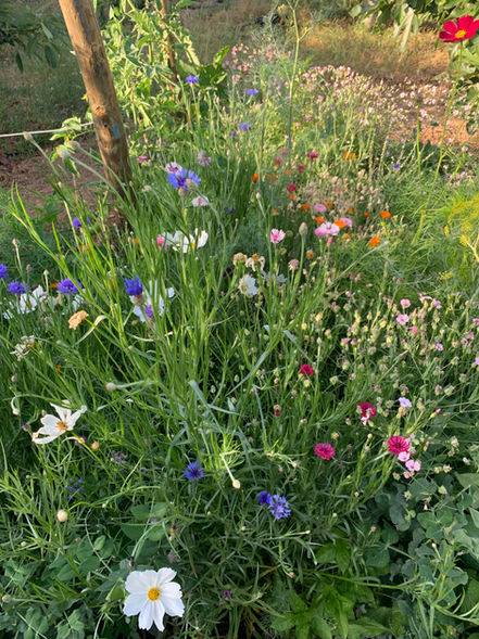 Permaculture, tavira, permaculture algarve, naturalistic, landscaping, landscape design, ecological landscape design.