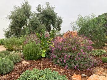 Permaculture, tavira, permaculture algarve, naturalistic, landscaping, landscape design, ecological landscape design.