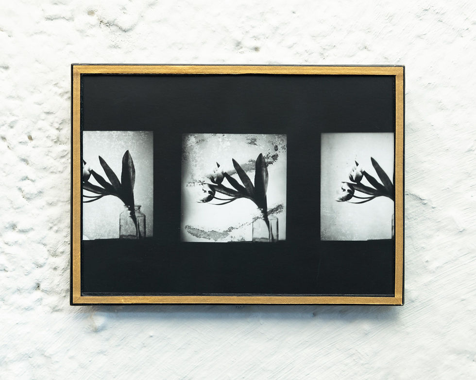 Miniature : Tulipes