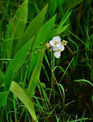Picture of Bull Tongue Arrowhead on Pond Creek – Flowers of the Bull Tongue Arrowhead (Sagittaria lancifolia) contrast beautifully against their lush green foliage at Mayo Park Kayak Launch in Santa Rosa County, Florida. The submerged portion of the plants provide a habitat for many micro and macro invertebrates which are a food source for fish. Photo © Lee Anne Winchester https://aquaplant.tamu.edu/plant-identification/alphabetical-index/arrowhead/bull-tongue-arrowhead/