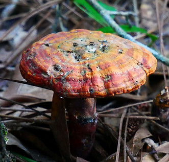 P1190245 rs.JPG