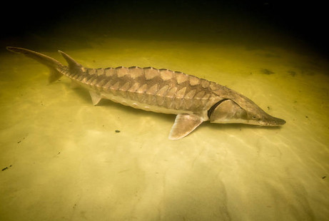Picture of Gulf sturgeon courtesy of Ryan Hagerty, USFWS – The Gulf sturgeon (Acipenser oxyrinchus desotoi) is listed as a threatened species by the federal government and a species of special concern by the state of Florida. Yellow River is one of the three last high-quality spawning areas in Florida for the Gulf sturgeon.