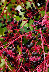 P1190549 c rs.jpg