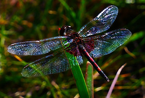 P1130729 crop rs.jpg