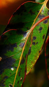P1190323 rs.JPG