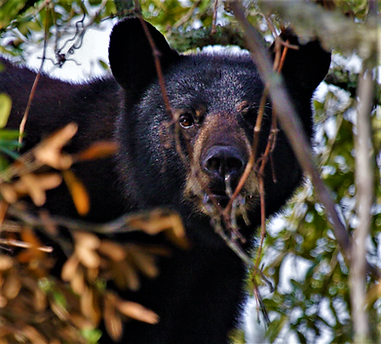 Picture of Florida black bear, courtesy of FWC - GFBWT – The Florida black bear (Ursus americanus floridanus) has increased in numbers through extensive protection and conservation measures. While numbers are up, only about 120 bears live in the panhandle west of the Choctawhatchee River. Fruits, nuts, and berries amount to 80 percent of their diet; another 15 percent comes from insects such as termites, ants, and yellow jackets. The remaining 5 percent consists of meat from animals such as opossums, armadillos, and carrion.
