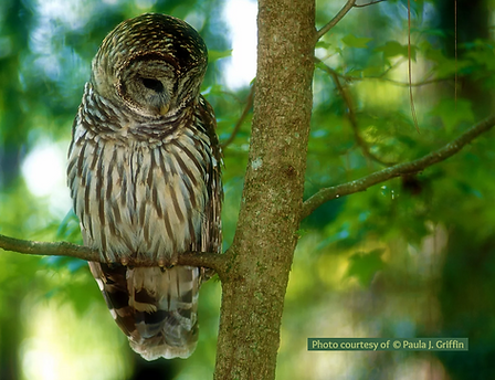 Picture of Barred Owl courtesy of Paula J. Griffin copyrighted photo - Barred Owls (Strix varia) are prevalent along Pond Creek in Santa Rosa County, Florida, where they are known to prey upon small vertebrates such as birds, reptiles, and amphibians. Photo courtesy of © Paula J. Griffin.