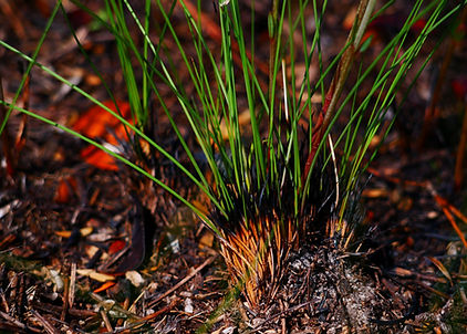 Picture of Wiregrass – Wiregrass (Aristida stricta) depends on regular burning in order to stimulate flowering and seed production. It provides cover for many birds, small mammals, and reptiles, and is a favorite food of quail and the gopher tortoise, another endangered species. The Blackwater River State Forest, in combination with the Conecuh National Forest to the north and Eglin Air Force Base to the south, is the largest contiguous Longleaf pine/wiregrass ecosystem left in the world.