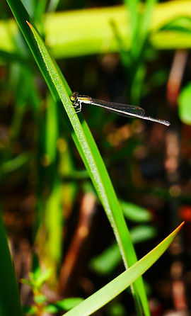 P1130722 rs crop.jpg