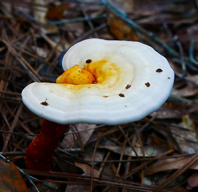 P1190244 rs.JPG