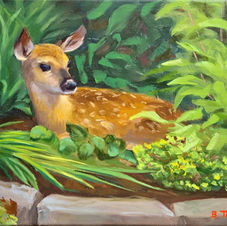Deer fawn