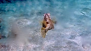 Bonaire-Trunkfish -2-W2.jpeg