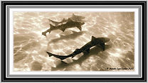 LJS -Leopard Sharks-W2.jpg