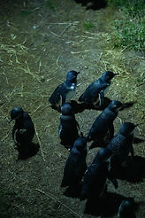 NZ Website PIC-148.jpg
