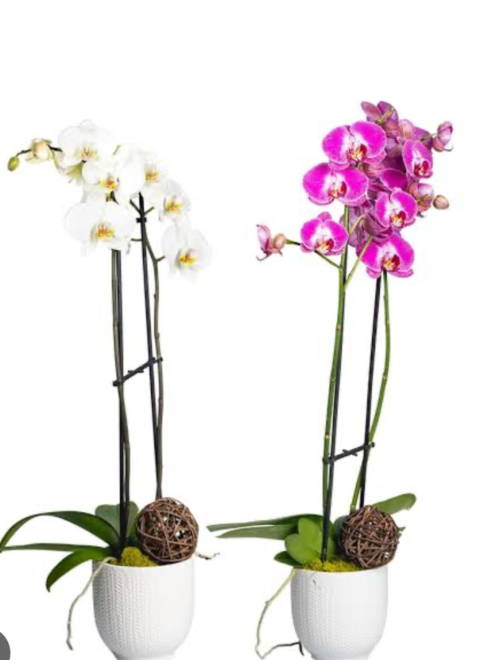 5" Double Phalaenopsis Orchids