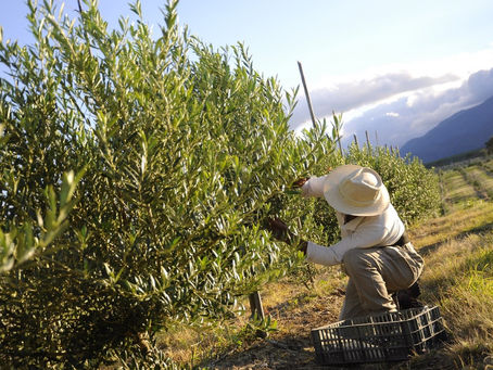 San Rafael, con potencial para crecer en el turismo olivícola y experiencias con aceite de oliva