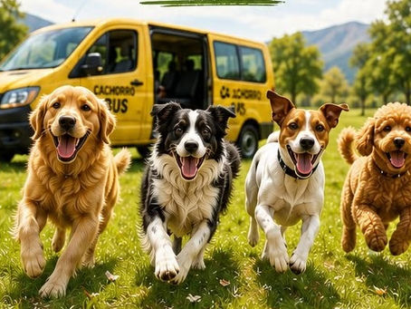 “CACHORRO BUS”: PROPONEN EN SAN RAFAEL UN SERVICIO DE PASEOS Y TRANSPORTE RECREATIVO PARA PERROS