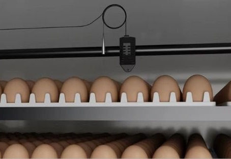 Pollitos al aula: la Güemes suma incubadora y taller con el INTA